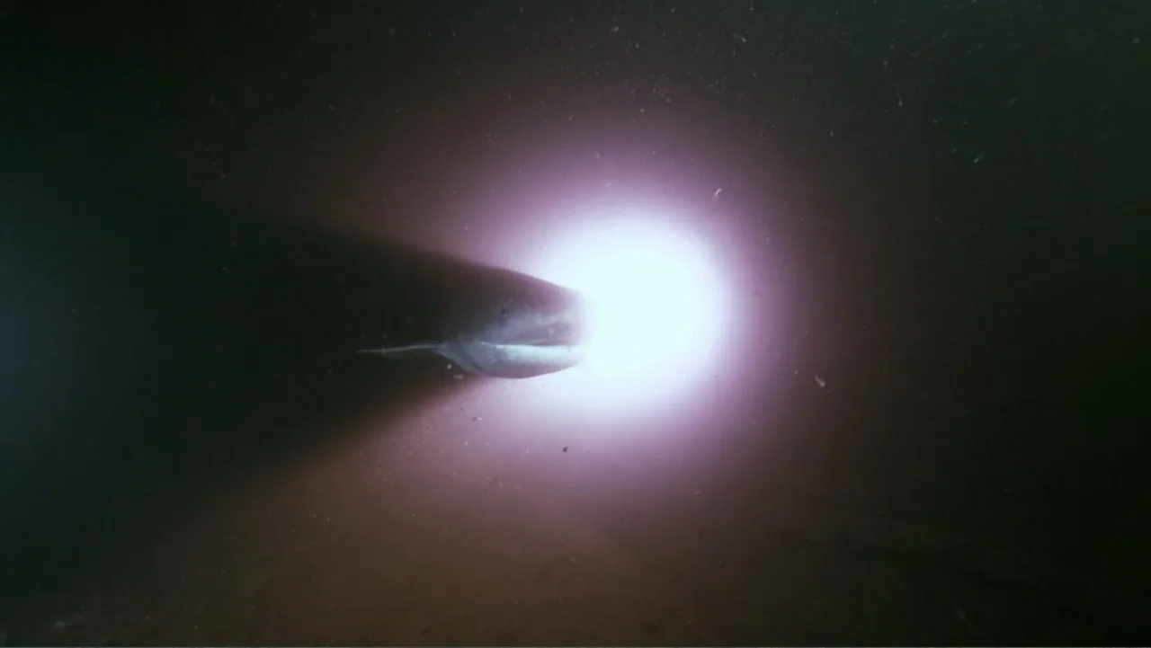 Alien Sharks: Strange New Worlds (2023) movie still: medium — An underwater scene features a vast expanse of dark, murky water at night. A shark…