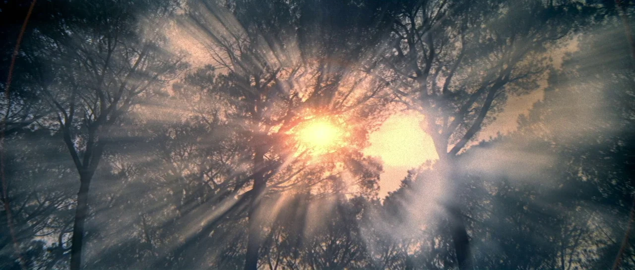 Night of the Blood Monster (1970) movie still: establishing — Looking upward at dense tree branches silhouetted against a bright sun in the sky.…