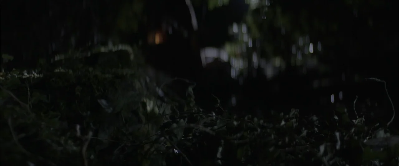 Cinderella's Curse (2024) movie still: establishing — A dense patch of dark foliage is seen in a forest at night. Tall trees and tangled vines fill…