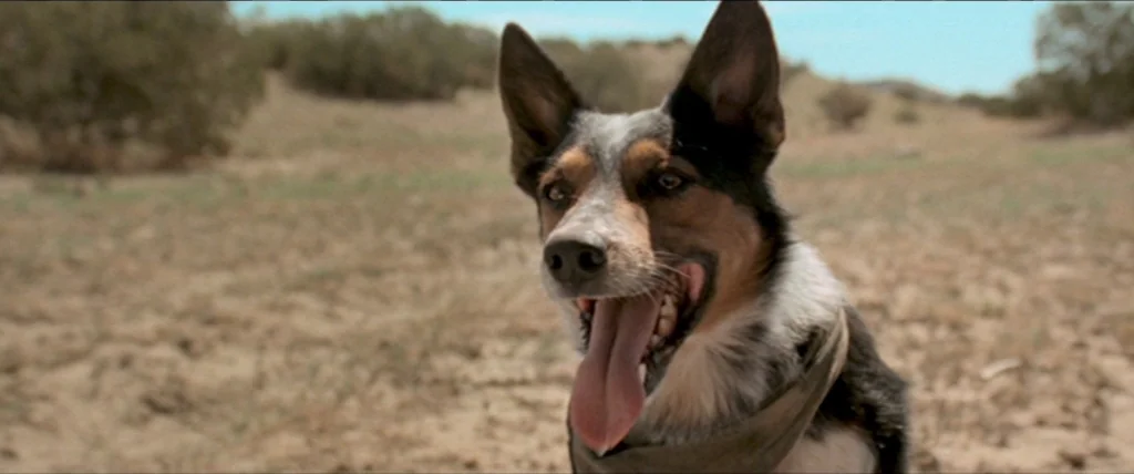 In A Valley of Violence (2016) movie still: closeup — A dry, sun-baked landscape with sparse scrub brush covers the background. An Australian cattle…