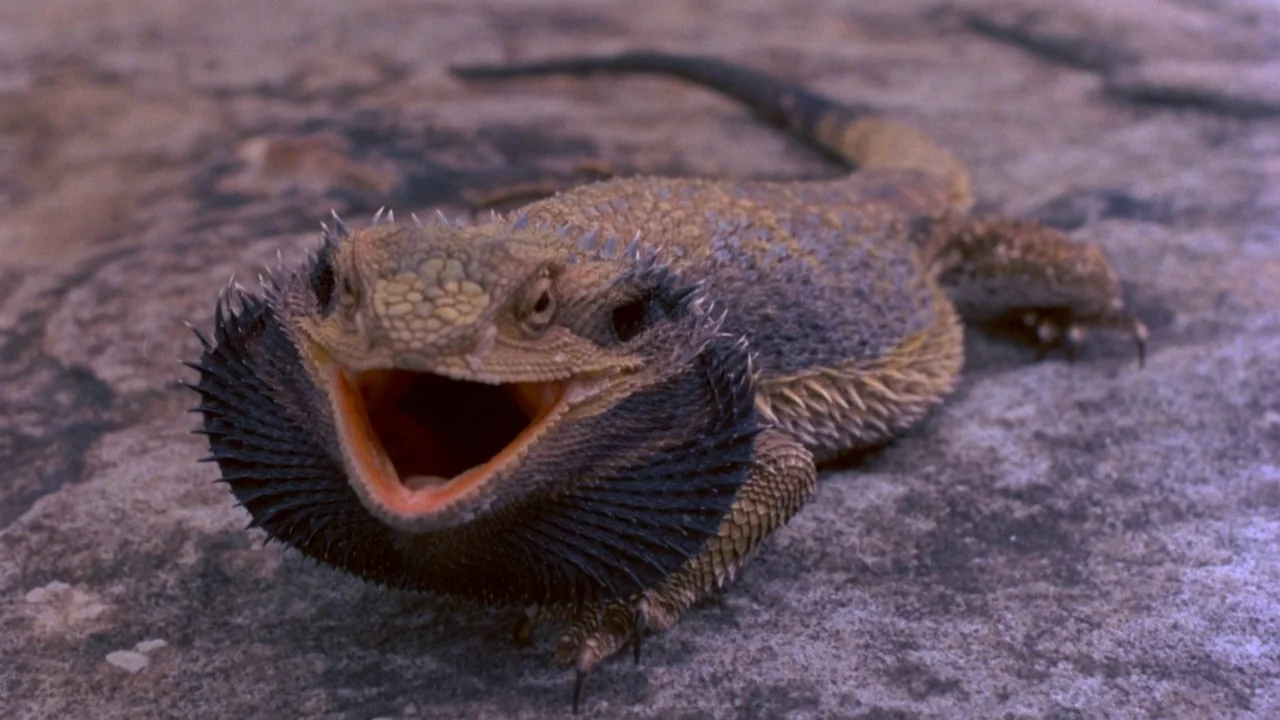 Picnic at Hanging Rock (1975) movie still: closeup — A bearded dragon lizard rests on a textured grey stone surface. The reptile maintains a…