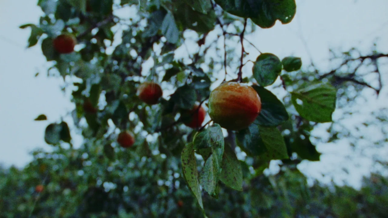 Riceboy Sleeps (2022) movie still: closeup — A close view of a tree branch laden with ripening fruit against a sky. Several pieces of fruit are…