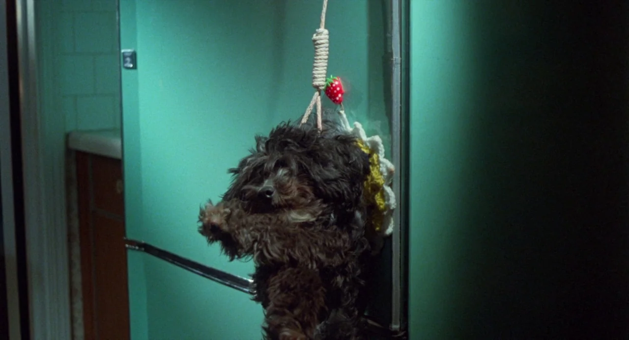 Polyester (1981) movie still: medium — A small shaggy black dog hangs from a noose against a solid teal surface. The animal is positioned vertically…