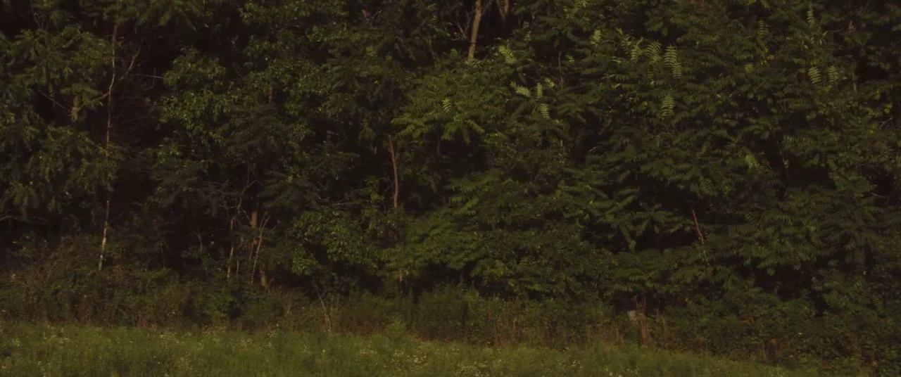 The Strange Ones (2017) movie still: establishing — A dense wall of green trees forms a thick forest edge against a field. Tall grasses and…