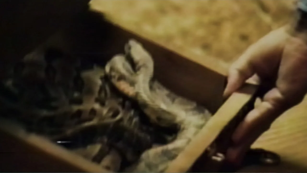 Alabama Snake (2020) movie still: closeup — A close-up view shows the interior of a weathered wooden box. A coiled snake rests inside as a hand…