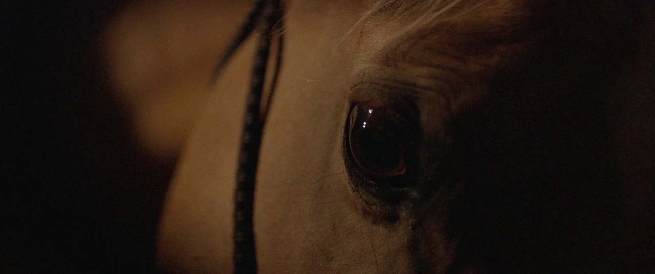 The Rider (2017) movie still: closeup — A dark stable environment with minimal light falling across a horse's head. The horse remains motionless in…