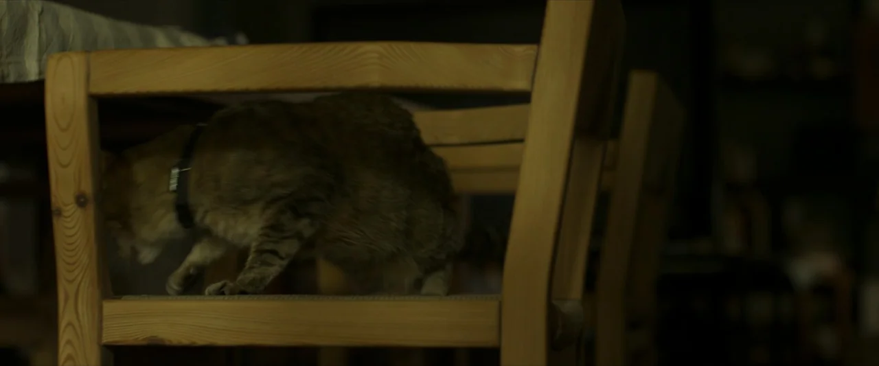 Apocalypse Z: The Beginning of the End (2024) movie still: medium — A dimly lit room features wooden dining furniture and a cat sitting on a chair.…