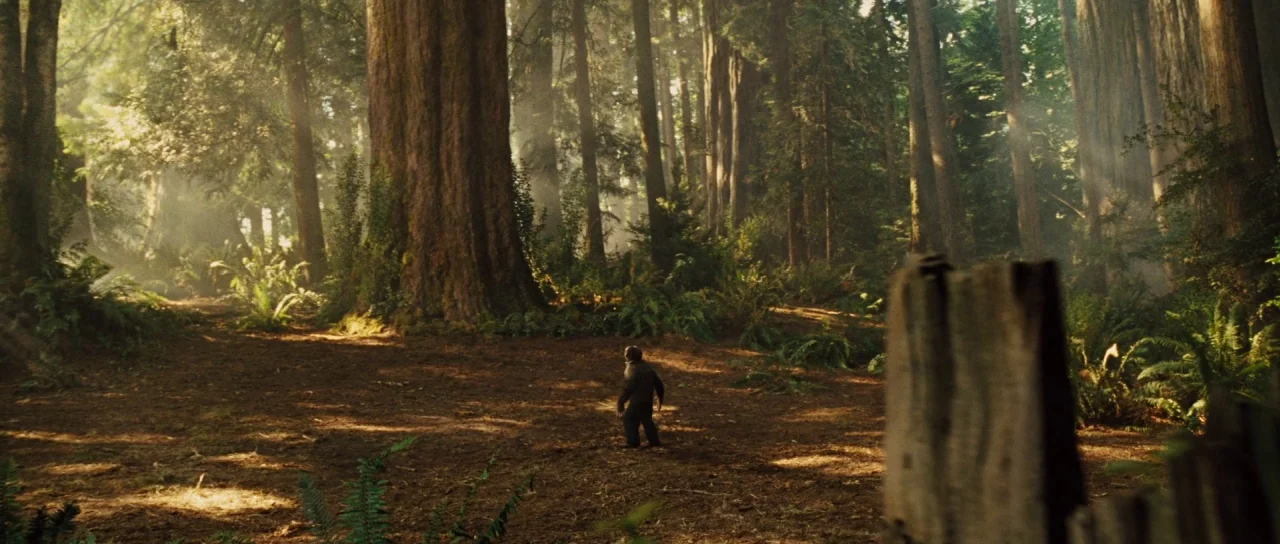 Rise of the Planet of the Apes (2011) movie still: wide — A dense old-growth forest features massive redwood trunks rising from a brown needle…