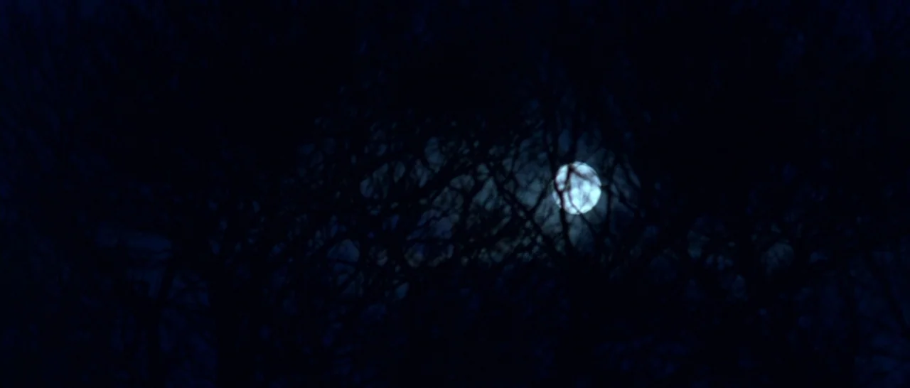 Isolation (2005) movie still: establishing — A dense network of dark, leafless tree branches obscures a bright full moon. The silhouette of the…