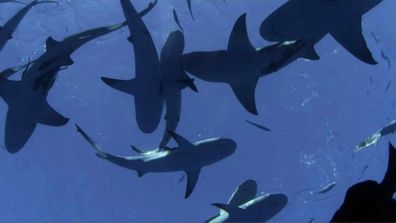 Zombie Sharks (2014) movie still: wide — Multiple sharks swim through clear blue water seen from below looking towards the surface. The school of…