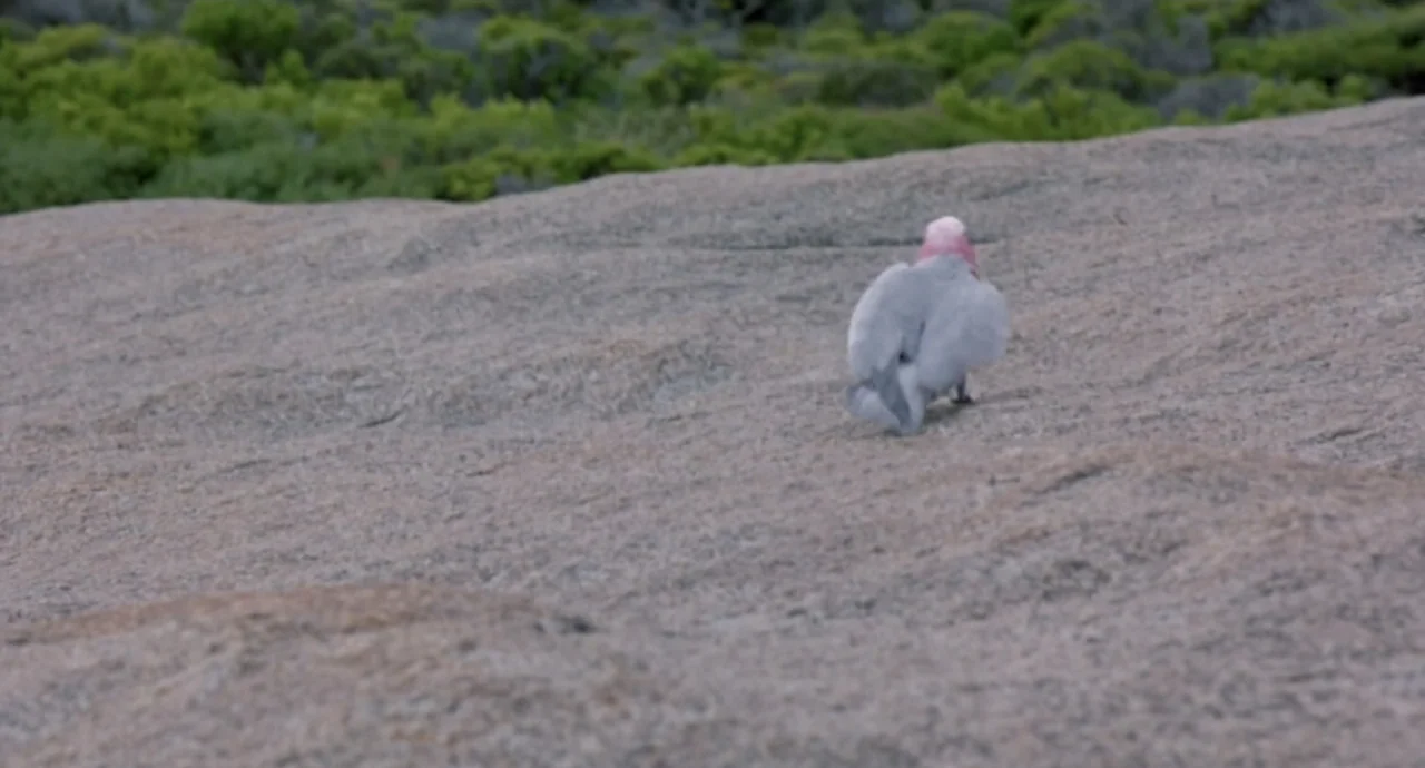 Napoleon (2023) movie still: wide — A vast, weathered grey granite rock surface extends toward a bank of low green shrubs. A single galah bird with…