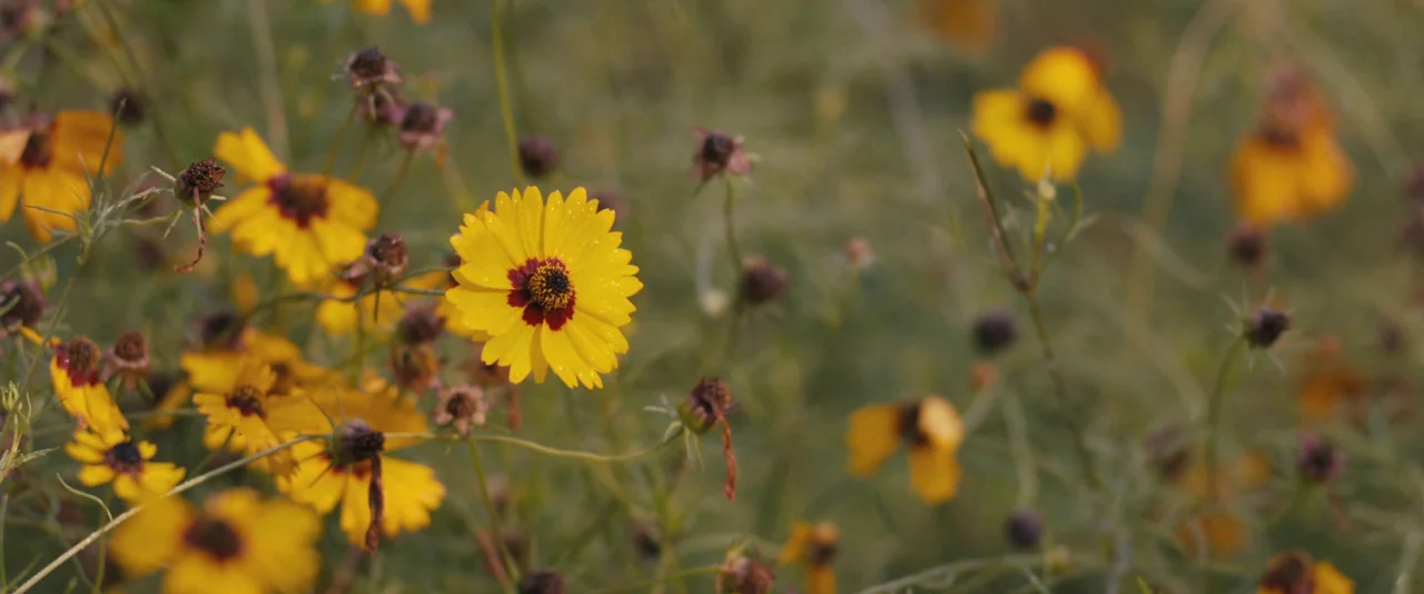 Prince Avalanche (2013) movie still: closeup — A field of yellow coreopsis flowers grows in a dense, slightly unkempt meadow setting. Individual…