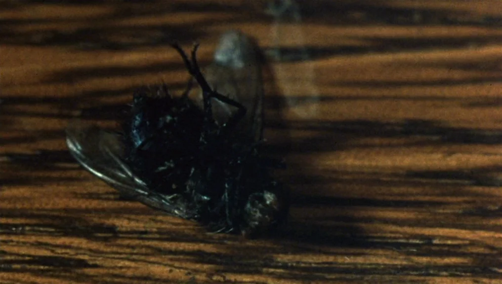 Performance (1970) movie still: closeup — A close-up view of a dead housefly resting on a grained wooden surface. The fly is positioned centrally…