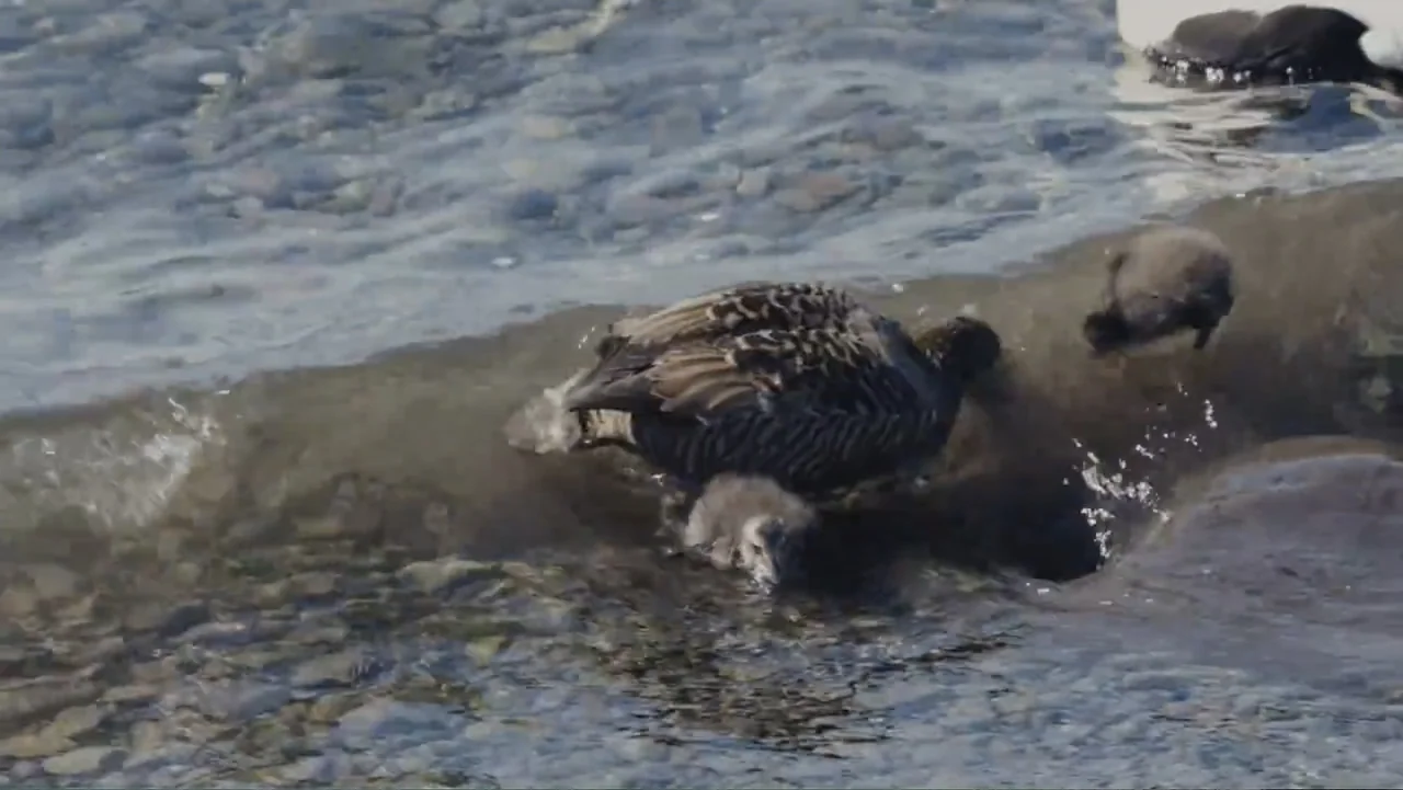 Iceland, the newborn island (2018) movie still: medium — A pebble-strewn shoreline meets the edge of a clear body of water. A female duck with…