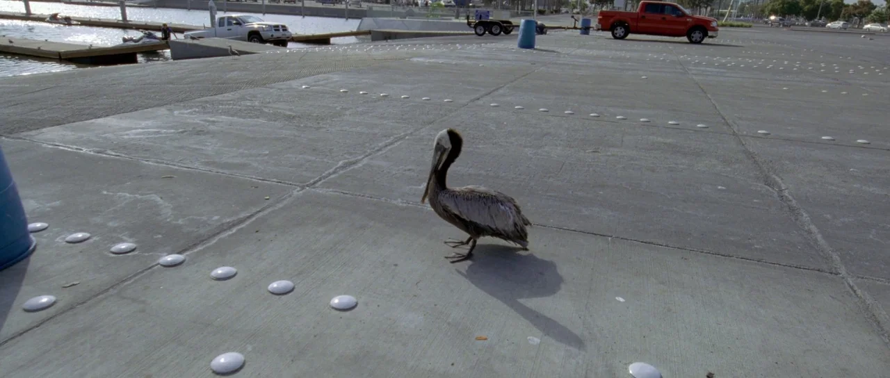 Knight of Cups (2015) movie still: medium — A wide concrete expanse at a marina with parked vehicles in the background. A brown pelican stands on…