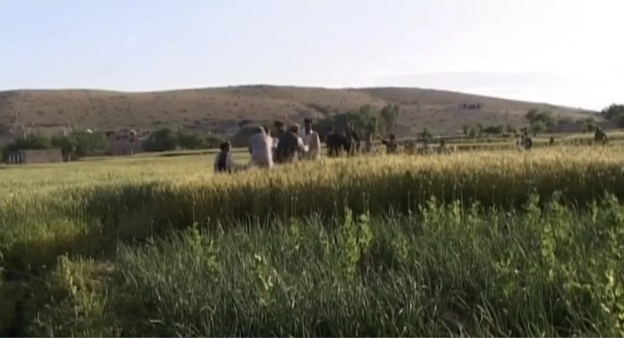 Afghanistan's Opium Trail (2007) movie still: wide — An open rural agricultural landscape with a distant rolling hill and wheat crop. Several men in…