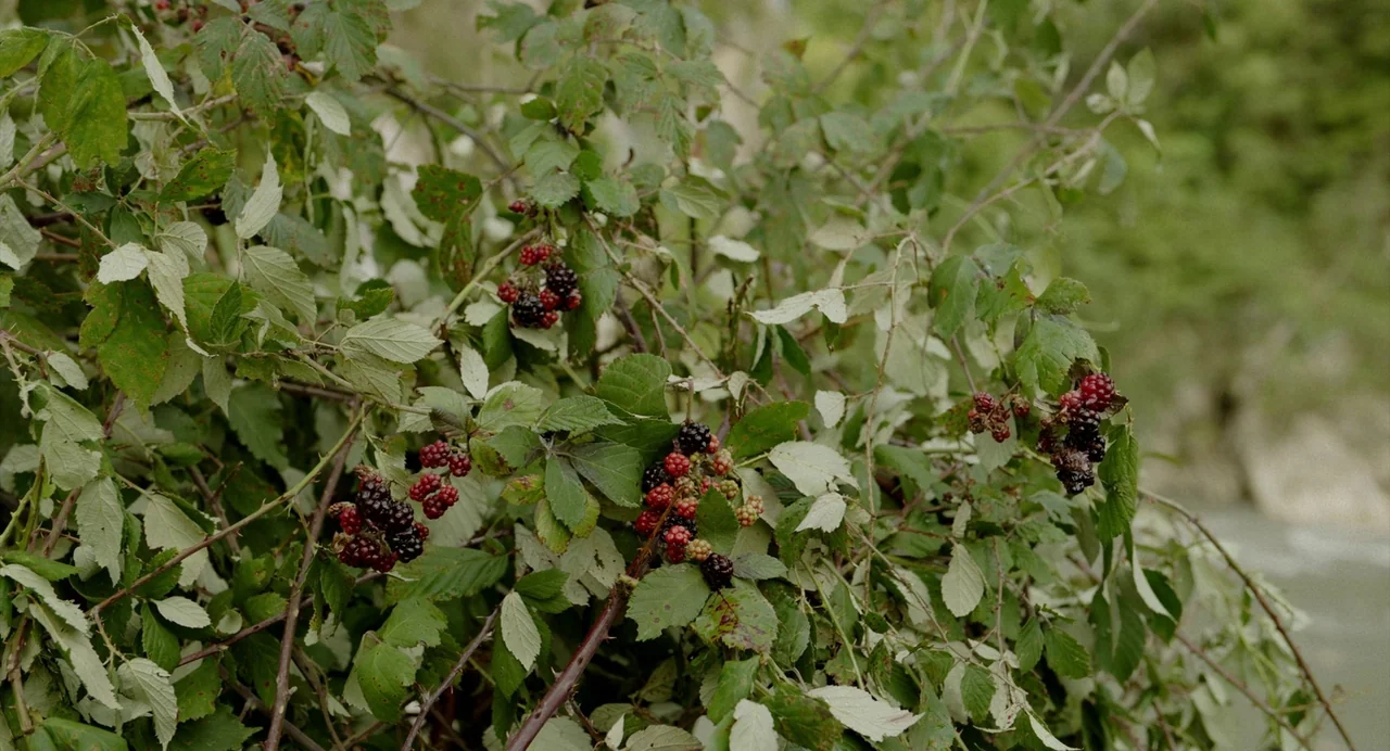 Blackbird Blackbird Blackberry (2023) movie still: closeup — A dense bramble bush with clusters of ripening blackberries grows in the wild. The…