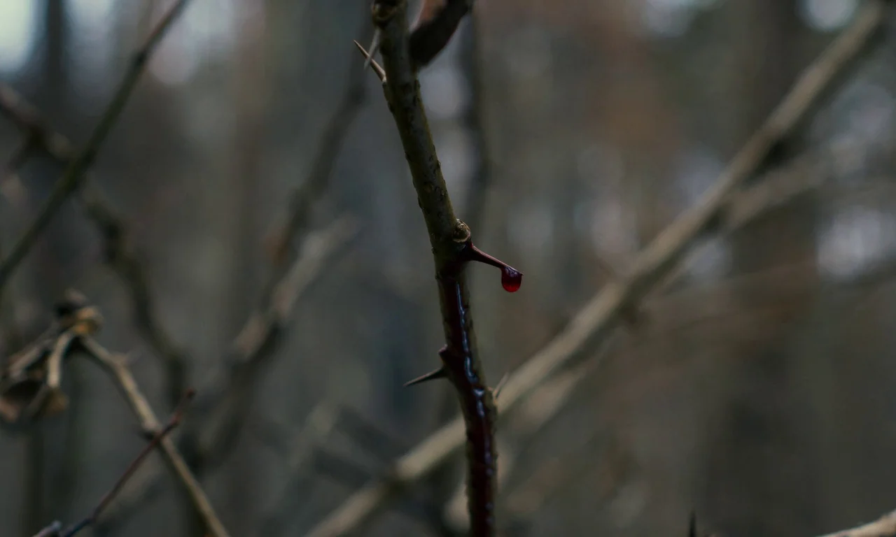 Evil Does Not Exist (2023) movie still: closeup — A bare, brown branch with sharp thorns is set against a blurred, out-of-focus woods. A single,…