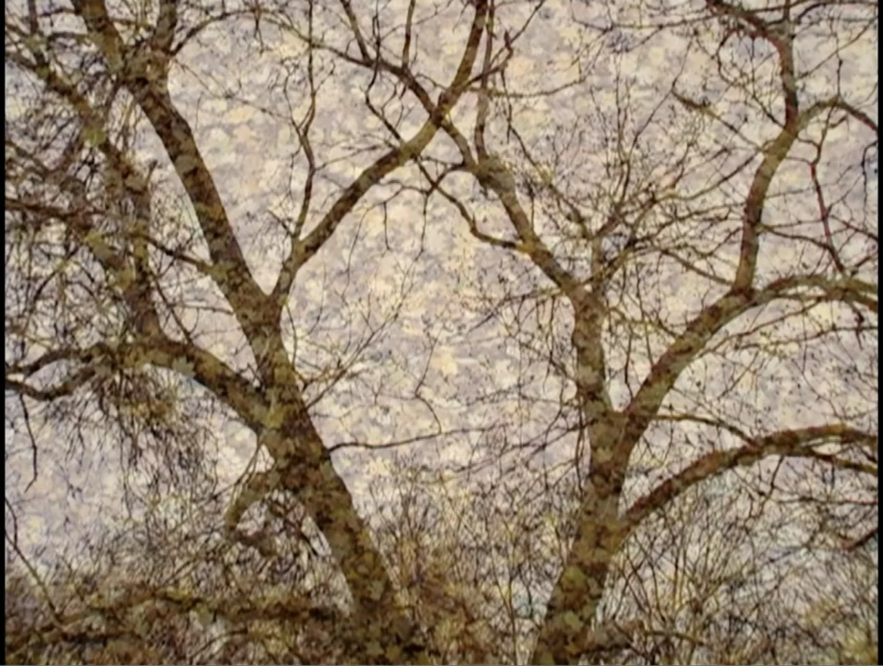 First Cousin Once Removed (2012) movie still: establishing — Bare, lichen-covered tree branches fill the entire frame against an overcast sky. The…