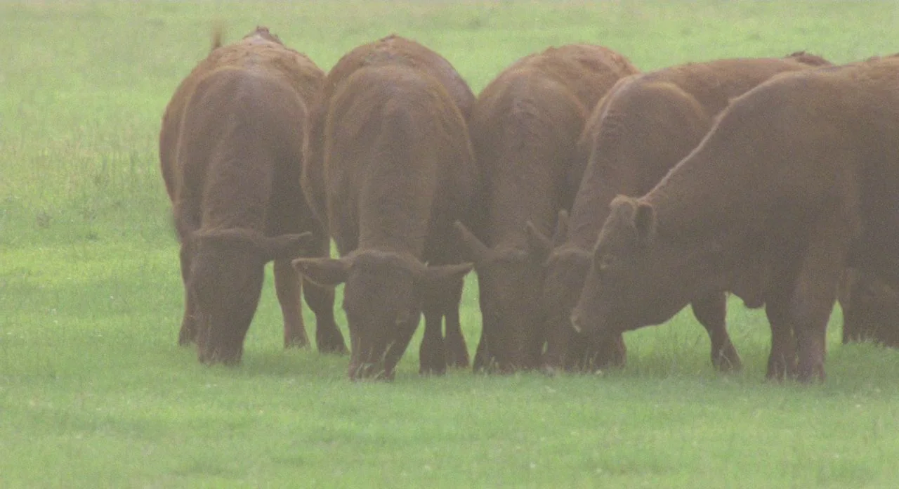 The Shout (1978) movie still: medium — A herd of brown cattle grazes in a lush, green field under heavy mist. Five cows stand close together, their…