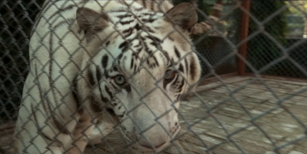 The White Tiger (2021) movie still: closeup — A white tiger rests inside a wire mesh enclosure with a paved ground surface. The animal gazes…