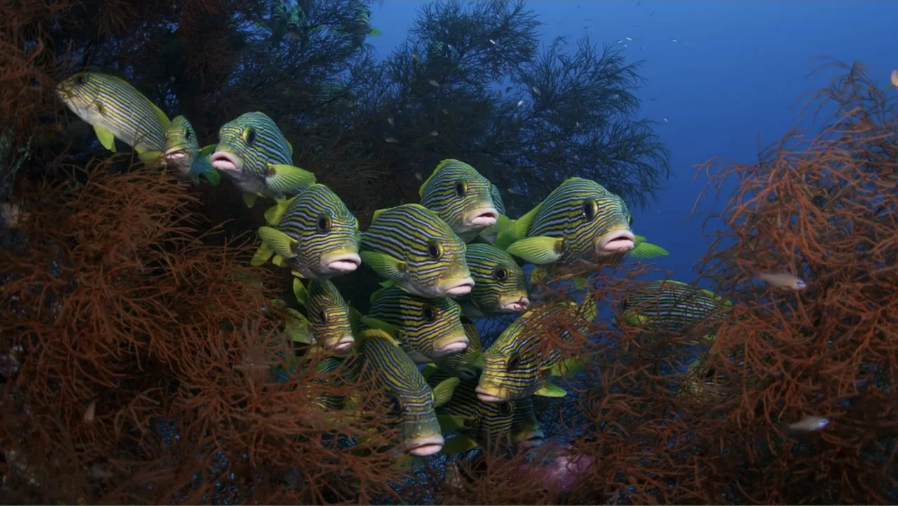Wild Window: Bejeweled Fishes (2016) movie still: medium — An underwater reef environment features dense, branching red coral structures under blue…
