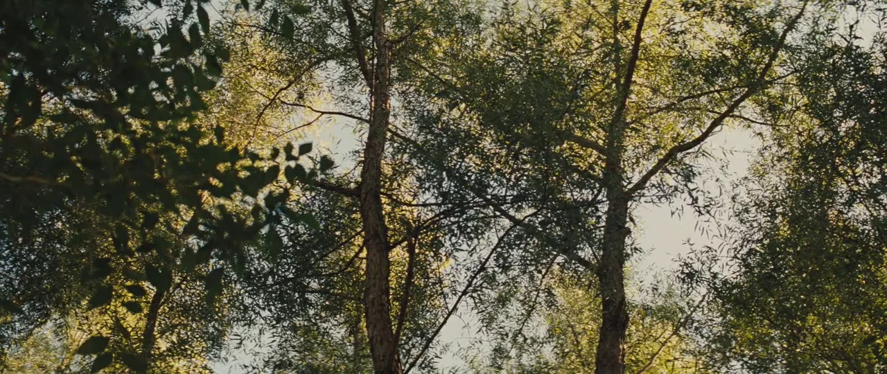 Mud (2012) movie still: establishing — A low angle view looks up through the thick green leaves of mature trees. The branches intersect against a…