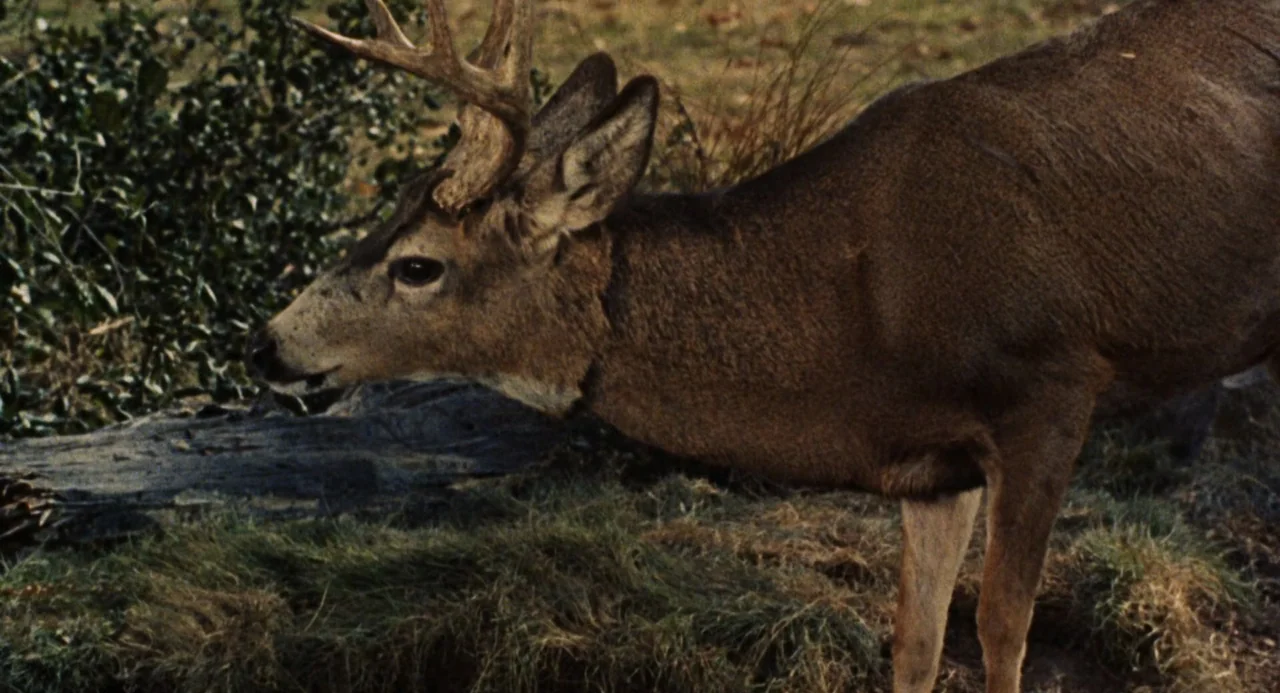 The Swimmer (1968) movie still: medium — A field of grass and low-lying shrubs under natural daylight conditions. A mature buck stands in profile,…