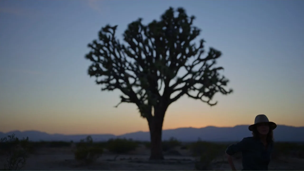 Trees and Other Entanglements (2023) movie still: medium — A desert landscape at dusk features a prominent yucca tree centered in the background. A…