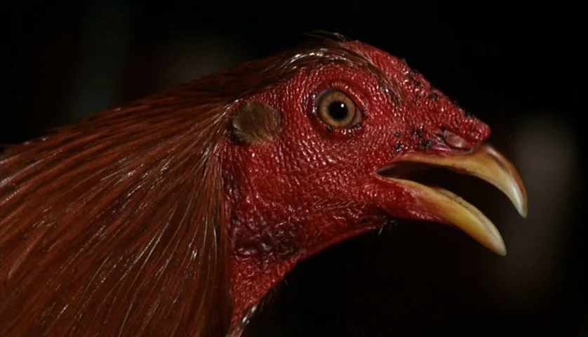 Cockfighter (1974) movie still: closeup — A close-up view of a rooster head showing detailed red skin and brown feathers. The bird has its beak…
