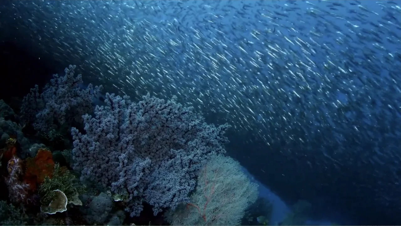A Wild Window: Coral Kingdoms (2016) movie still: wide — A dense coral reef structure sits on the left beneath deep blue ocean water. A massive…