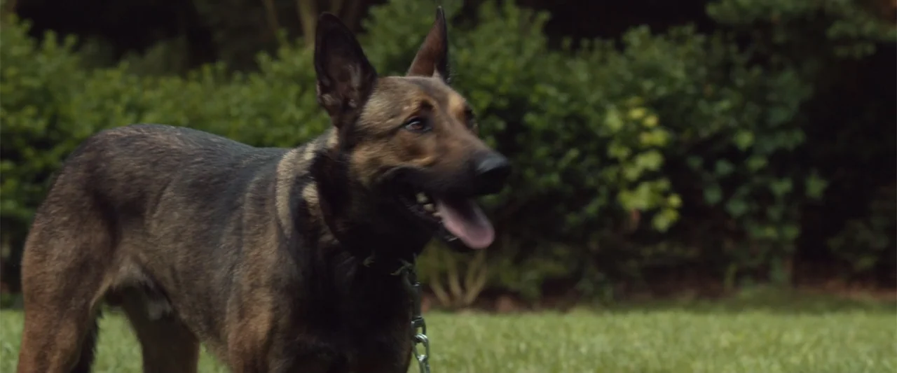 Max (2002) movie still: medium — A Belgian Malinois dog stands on a green suburban lawn outdoors. The dog looks toward the right side of the frame…