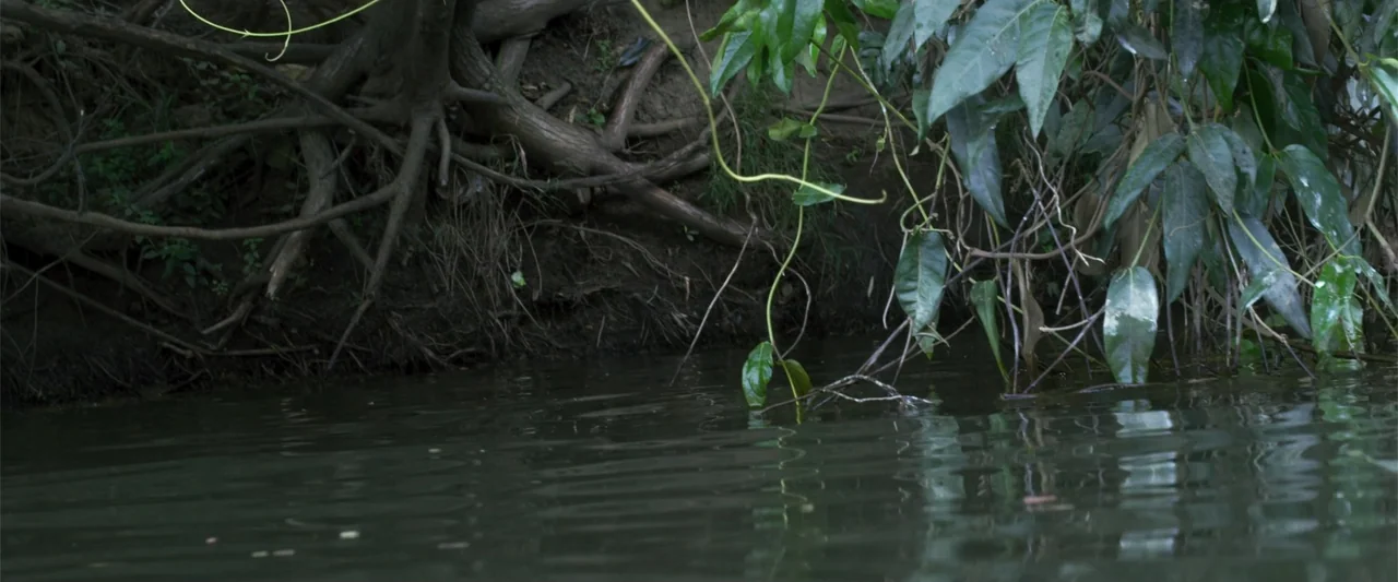 Black Water: Abyss (2020) movie still: establishing — A muddy riverbank with exposed tree roots and dense overhanging green foliage. The dark water…