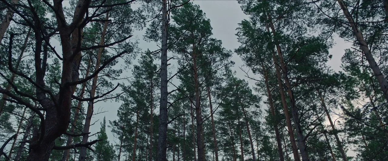 Azrael (2024) movie still: establishing — A dense grove of tall, slender pine trees reaches toward a clouded overcast sky. Thick branches and…