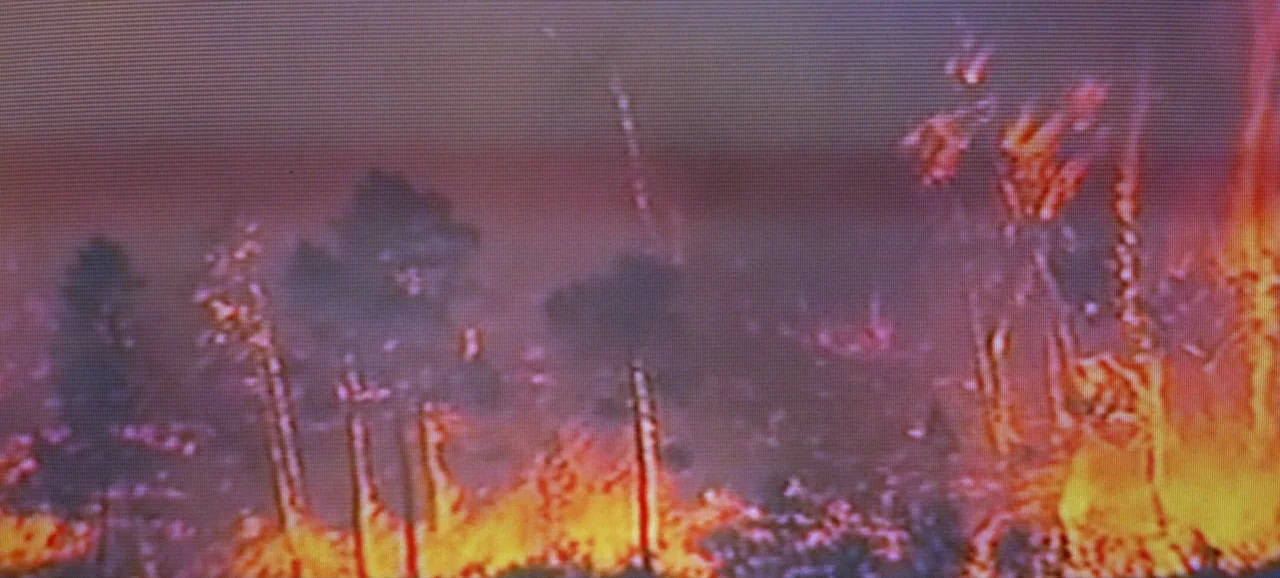 Volver (2006) movie still: wide — A dense patch of trees is burning in a dark, nocturnal environment. Flames lick the trunks of dark trees while…