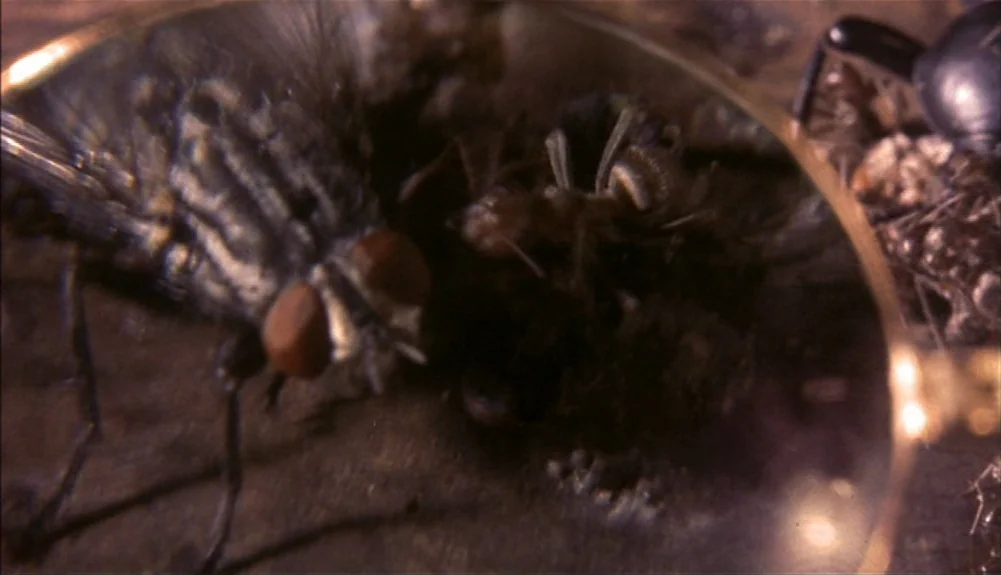 Bram Stoker’s Dracula (1992) movie still: closeup — A housefly and an ant move across a textured wooden surface. A magnifying glass frame edges into…