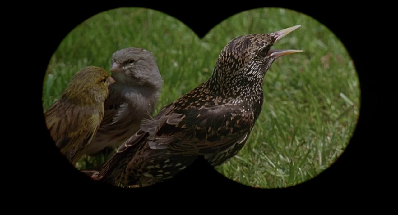 Serial Mom (1994) movie still: closeup — Three birds perch together on a patch of short green grass. A dark binocular frame overlays the view of the…
