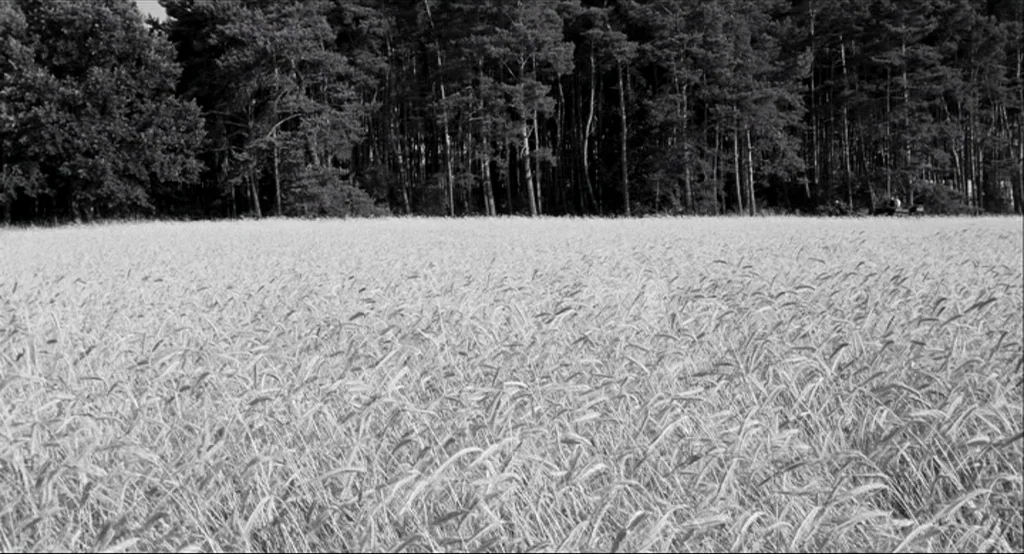 The White Ribbon (2009) movie still: establishing — A vast field of mature grain sits before a dense line of tall trees. The crop sways visibly…