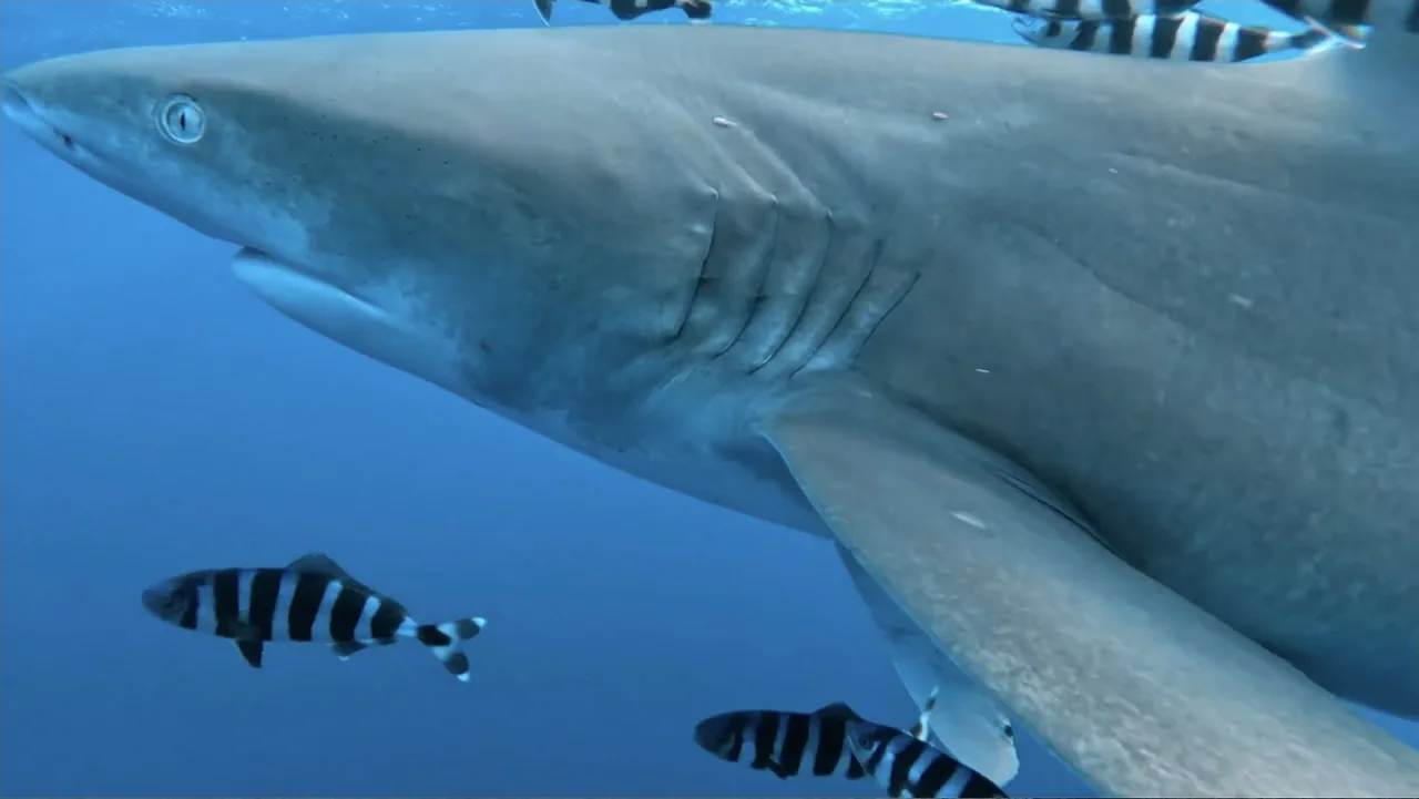 Serial Killer: Red Sea Attacks (2023) movie still: closeup — A large grey shark glides through the clear blue water of the open ocean. Several…