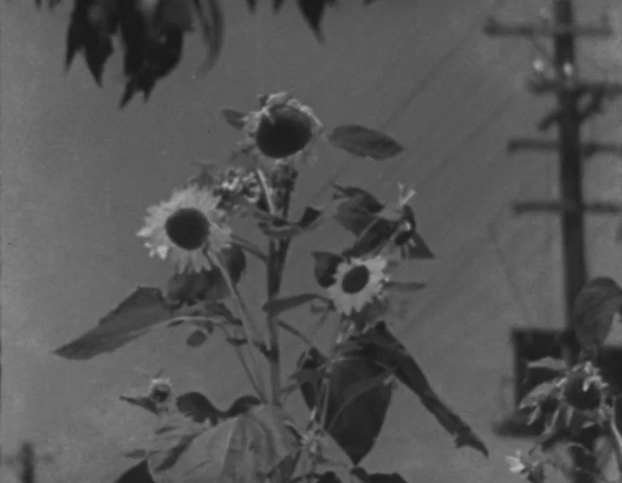 Tokyo Chorus (1931) movie still: closeup — A group of sunflowers stands in an open field against an overcast sky. A utility pole is visible in the…