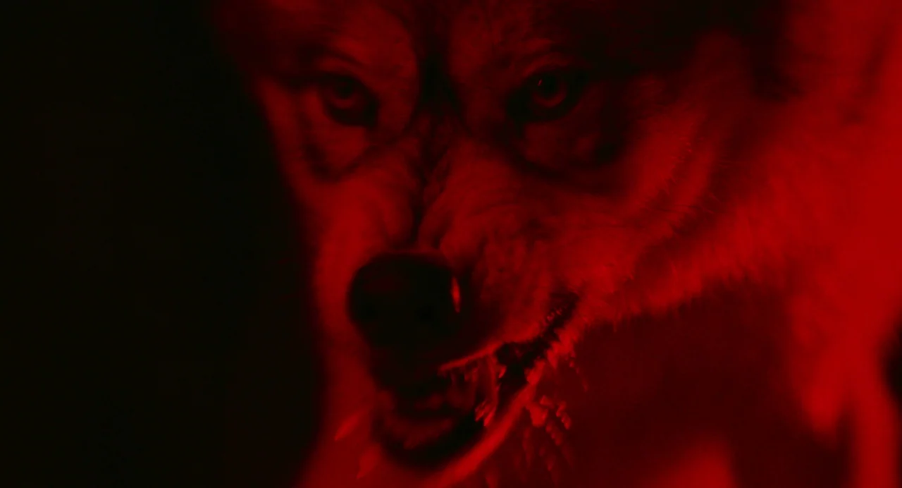 My Animal (2023) movie still: closeup — A close-up shot focuses on a wolf in a dark, outdoor setting. The wolf bares its teeth under a saturated red…