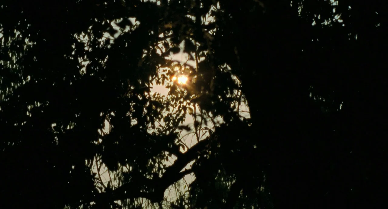 Uncle Boonme Who Can Recall His Past Lives (2010) movie still: establishing — A dense canopy of tree branches and dark leaves fills the frame…