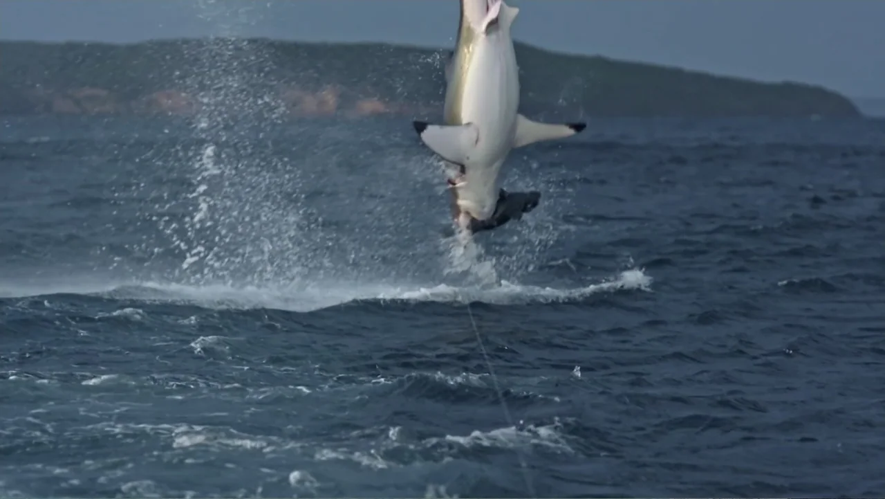 Air Jaws: Final Frontier (2023) movie still: wide — A vast expanse of dark blue ocean stretches toward a distant blurred shoreline. A large great…