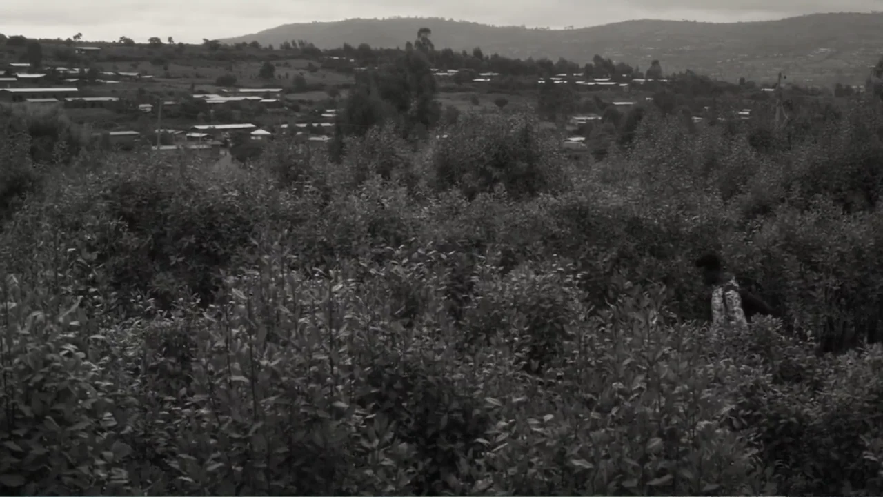 Faya Dayi (2021) movie still: wide — A sprawling hillside plantation features dense rows of leafy green crops under overcast skies. A young man…