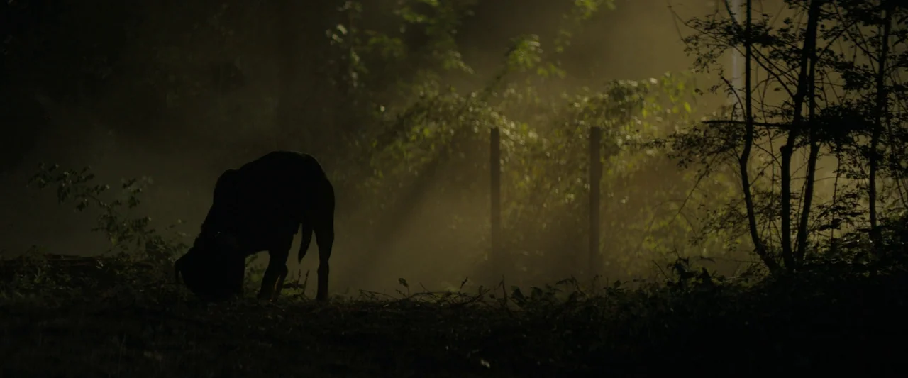Don’t Breathe 2 (2021) movie still: wide — A dark, misty woodland area features thick undergrowth and sparse trees under nocturnal light. A…