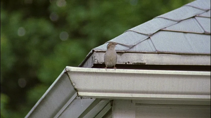 Old Joy (2006) movie still: medium — A brown house sparrow stands on the edge of a light grey metal gutter. The background features blurred green…