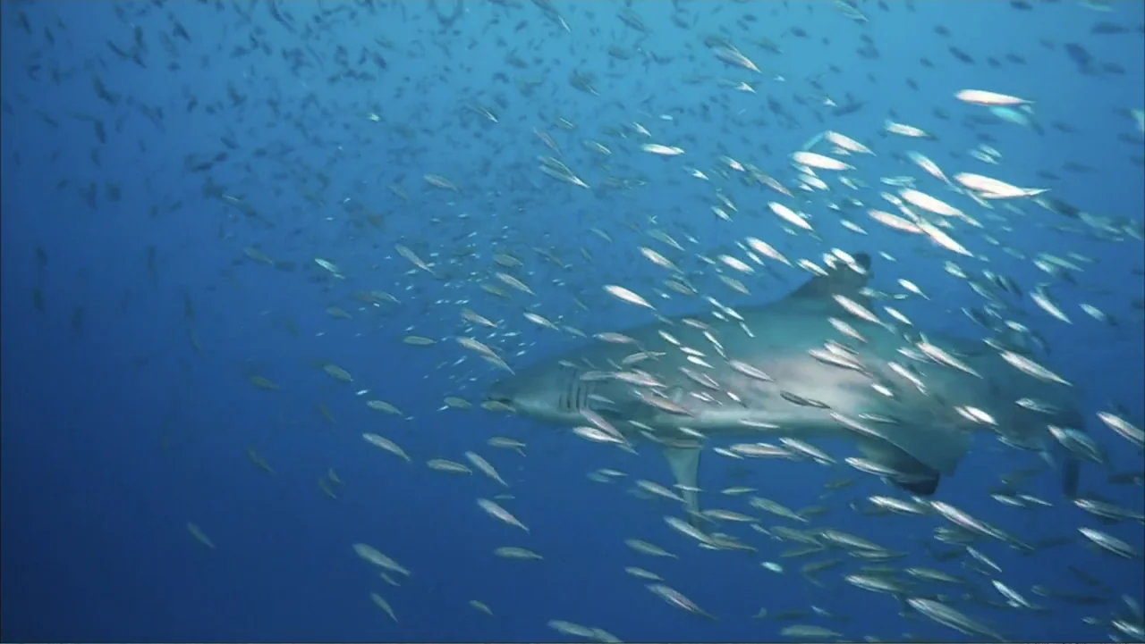 Deep Sea 3D (2006) movie still: wide — An underwater expanse filled with blue water and thousands of tiny silver fish. A large shark swims slowly…