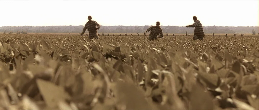 O Brother, Where Art Thou? (2000) movie still: wide — A vast, open field of mature crops stretches to the horizon line under sunlight. Three men in…