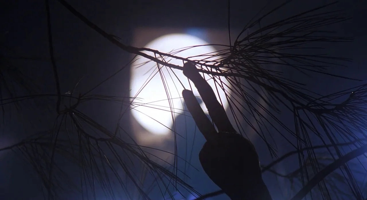E.T. The Extra-Terrestrial (1982) movie still: closeup — A dark, nighttime forest setting features silhouetted pine needles against a glowing moon.…