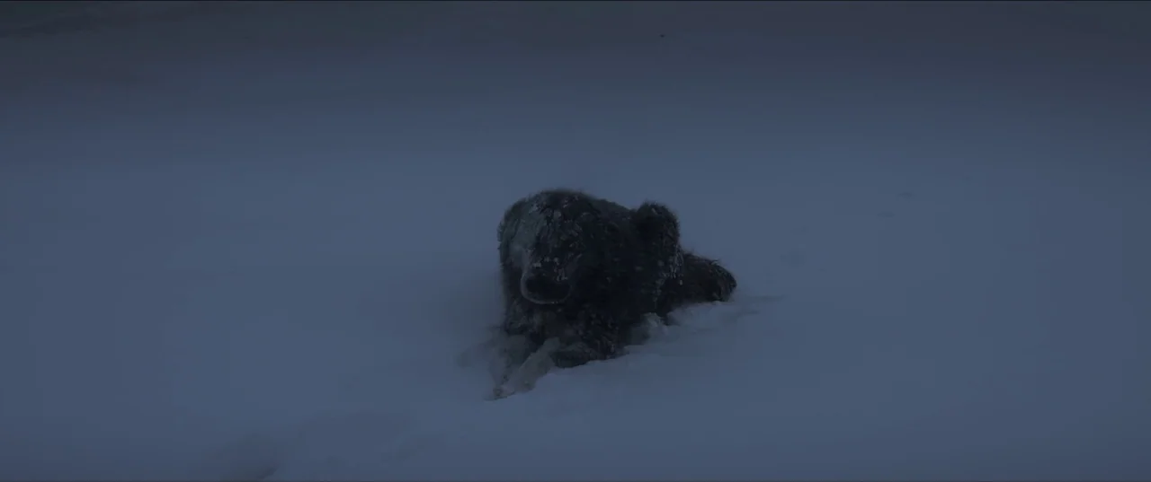 About Dry Grasses (2023) movie still: wide — An expanse of deep snow covers the ground during a cold blue hour. A dark-furred dog rests in the snow…